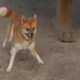 Illustration for article titled Good Dogs Great Day Immortalized By Google Street View